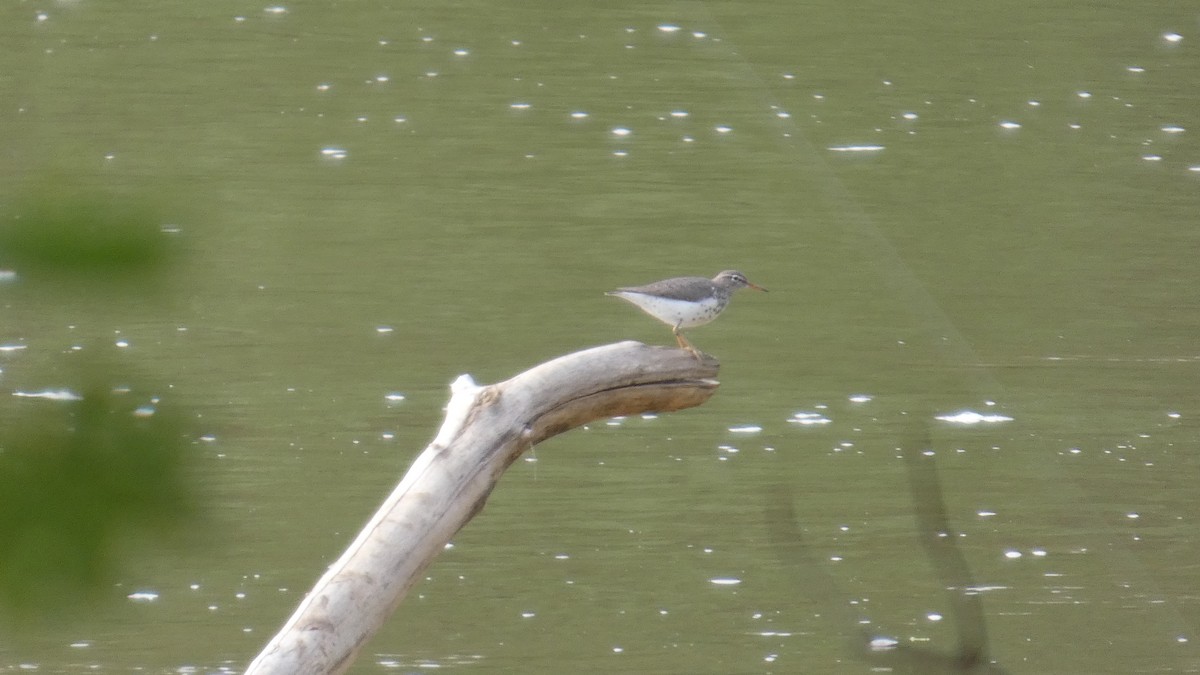 Spotted Sandpiper - ML635251213