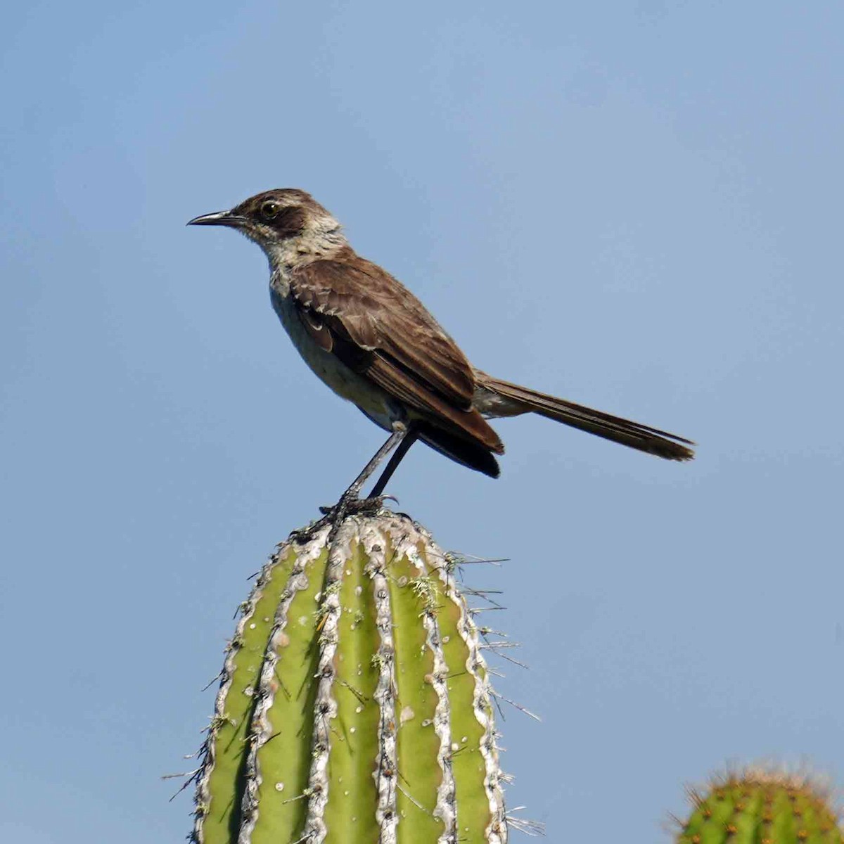 Galápagosspottdrossel - ML635251219