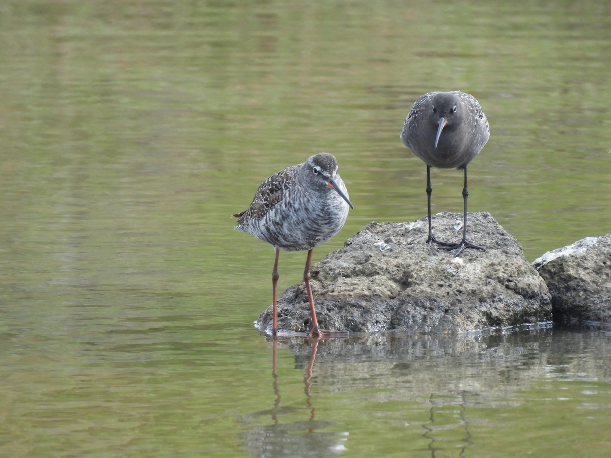 Spotted Redshank - ML635251228