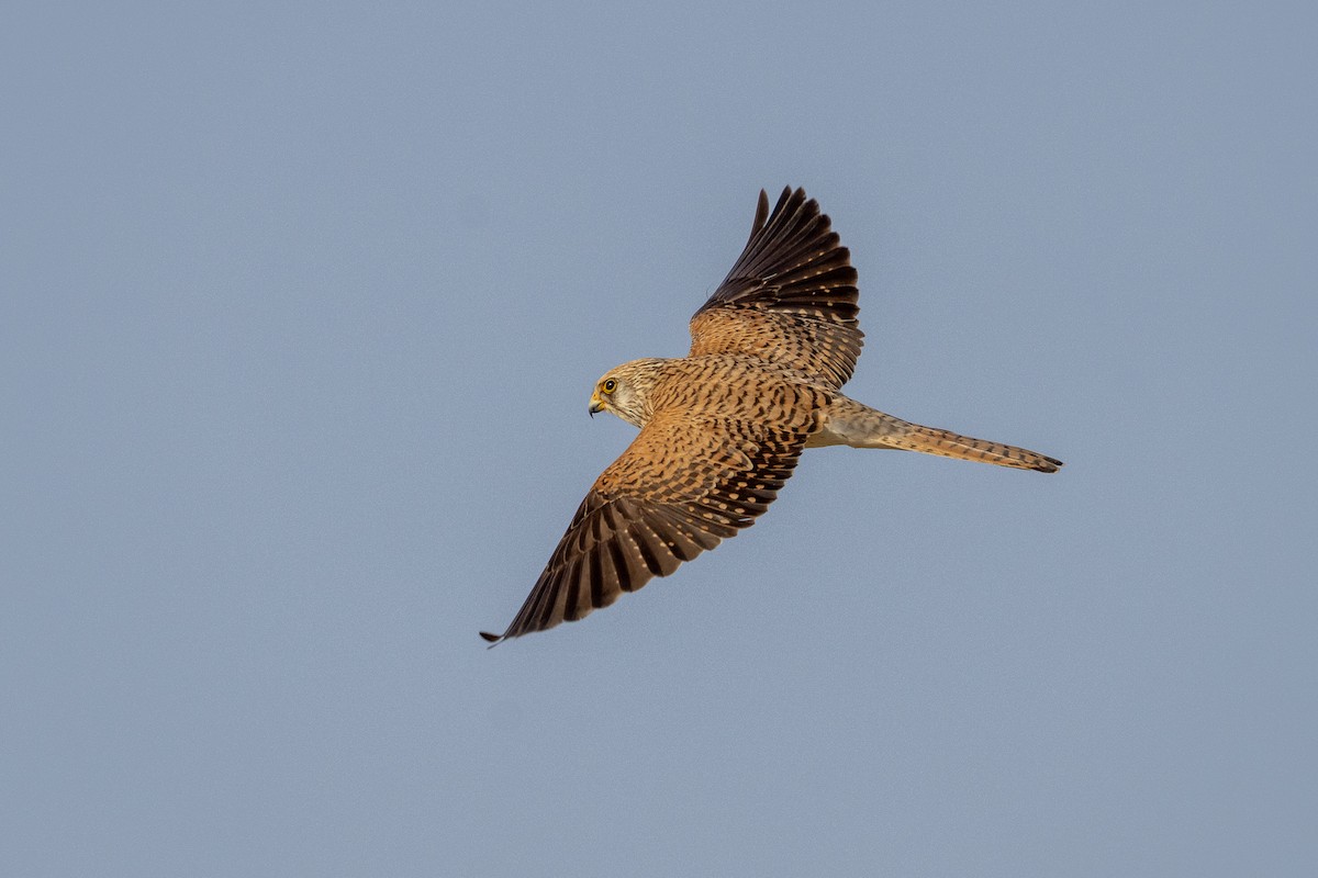 Lesser Kestrel - ML635251235