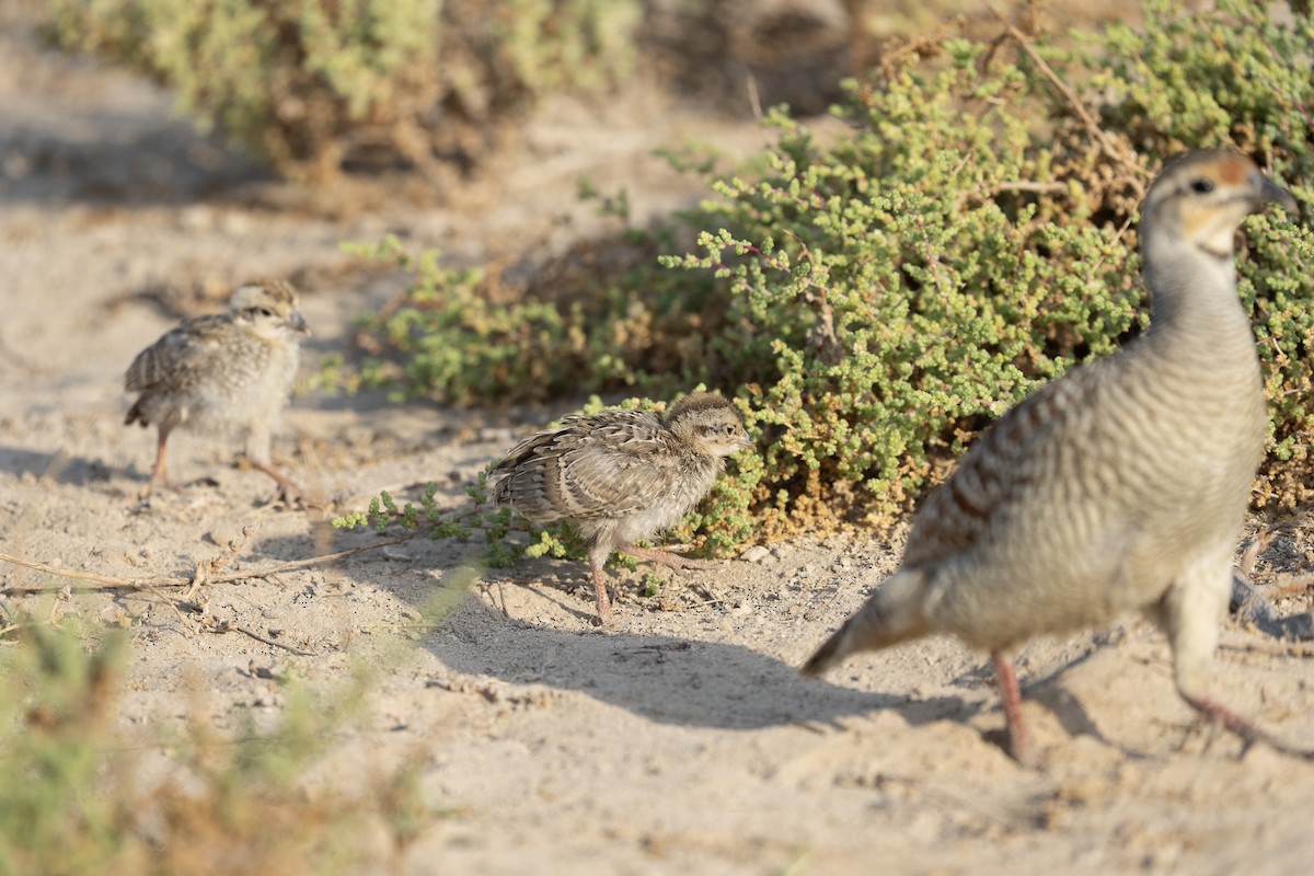 Gray Francolin - ML635251242