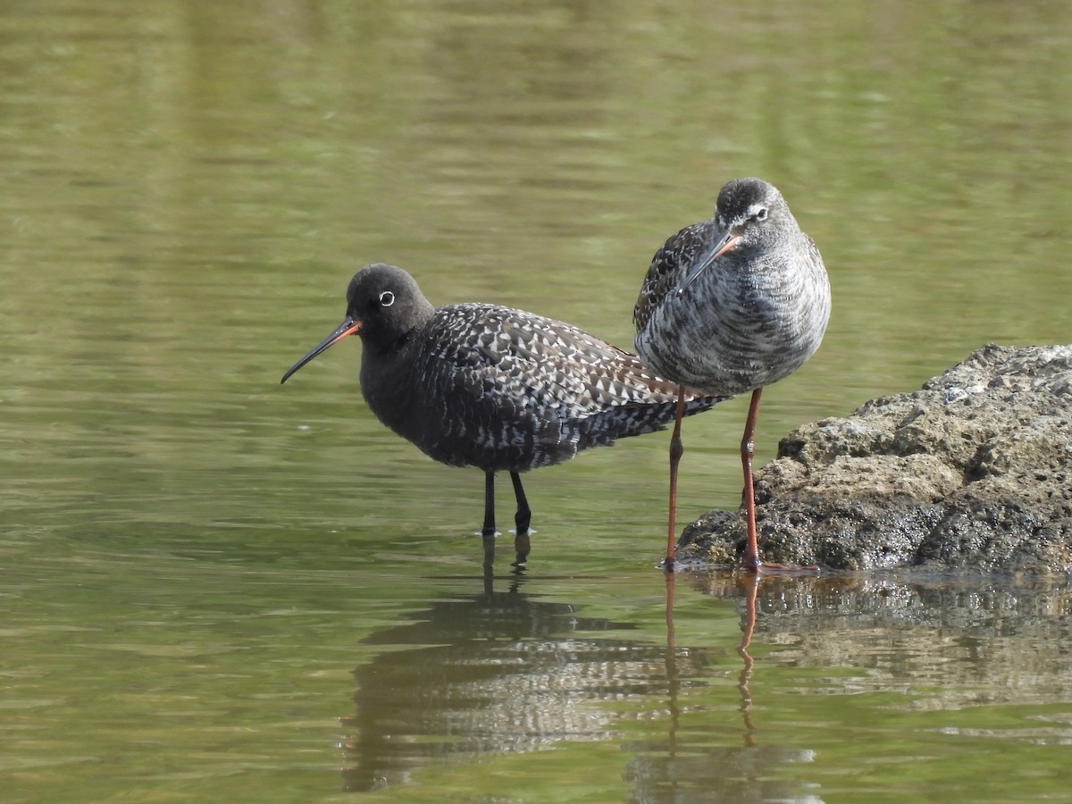 Spotted Redshank - ML635251249