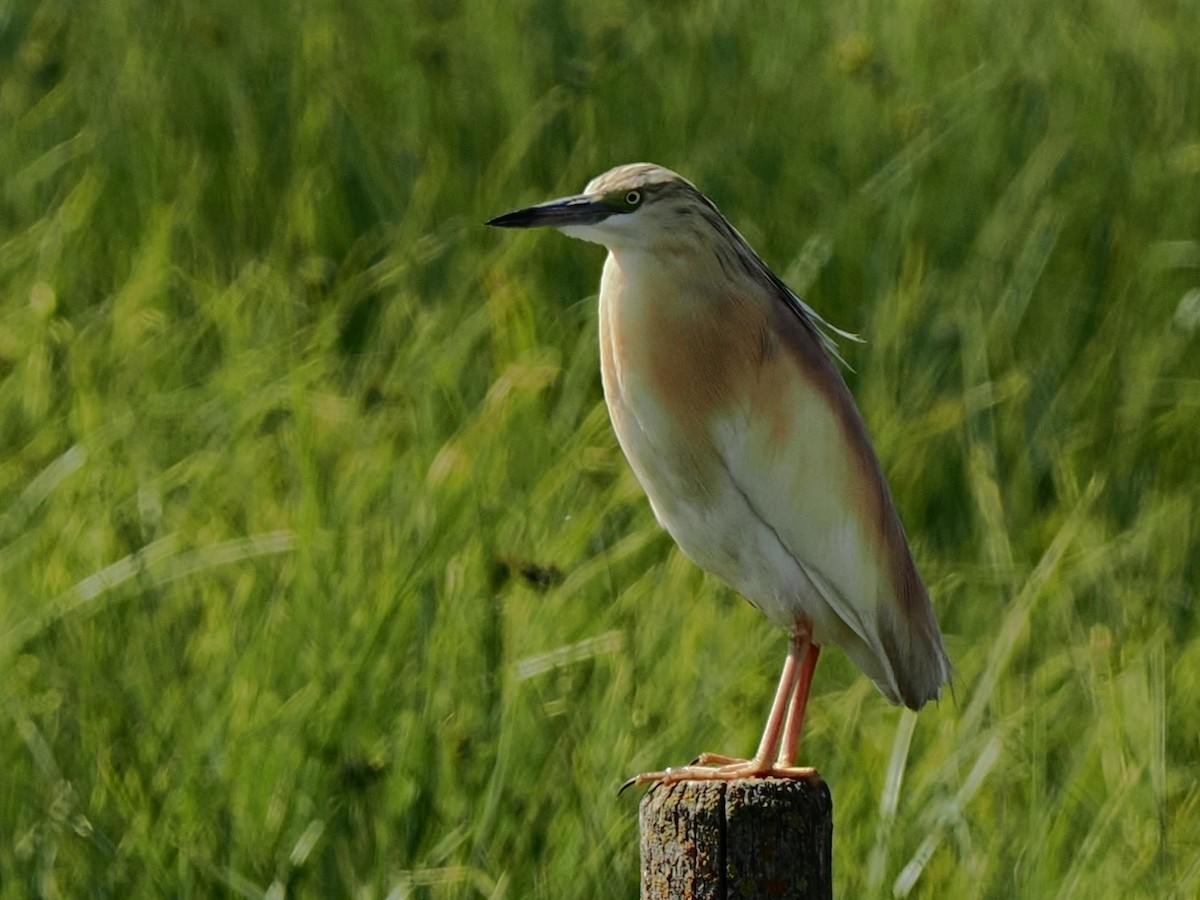 Squacco Heron - ML635251251