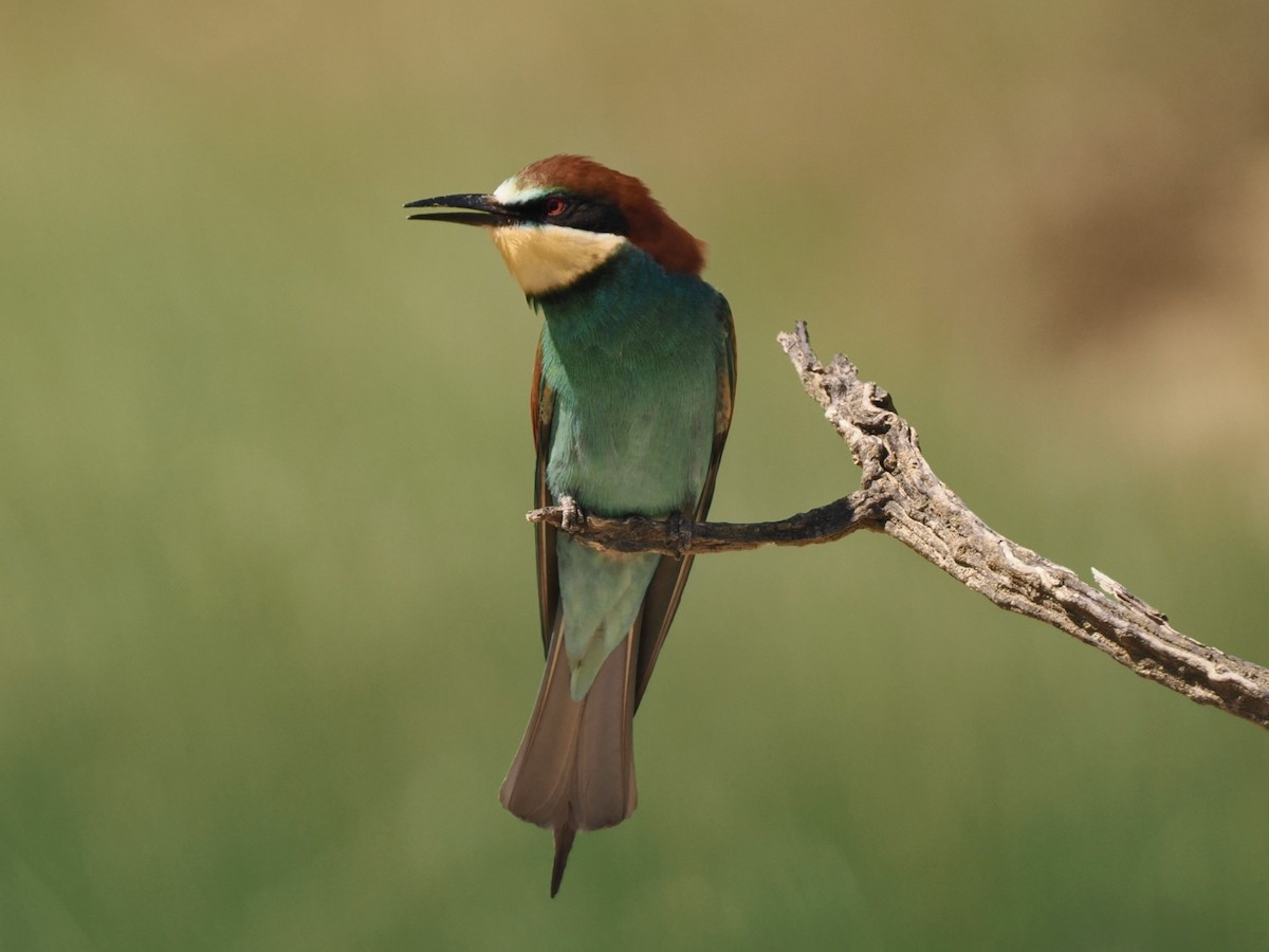 European Bee-eater - ML635251270