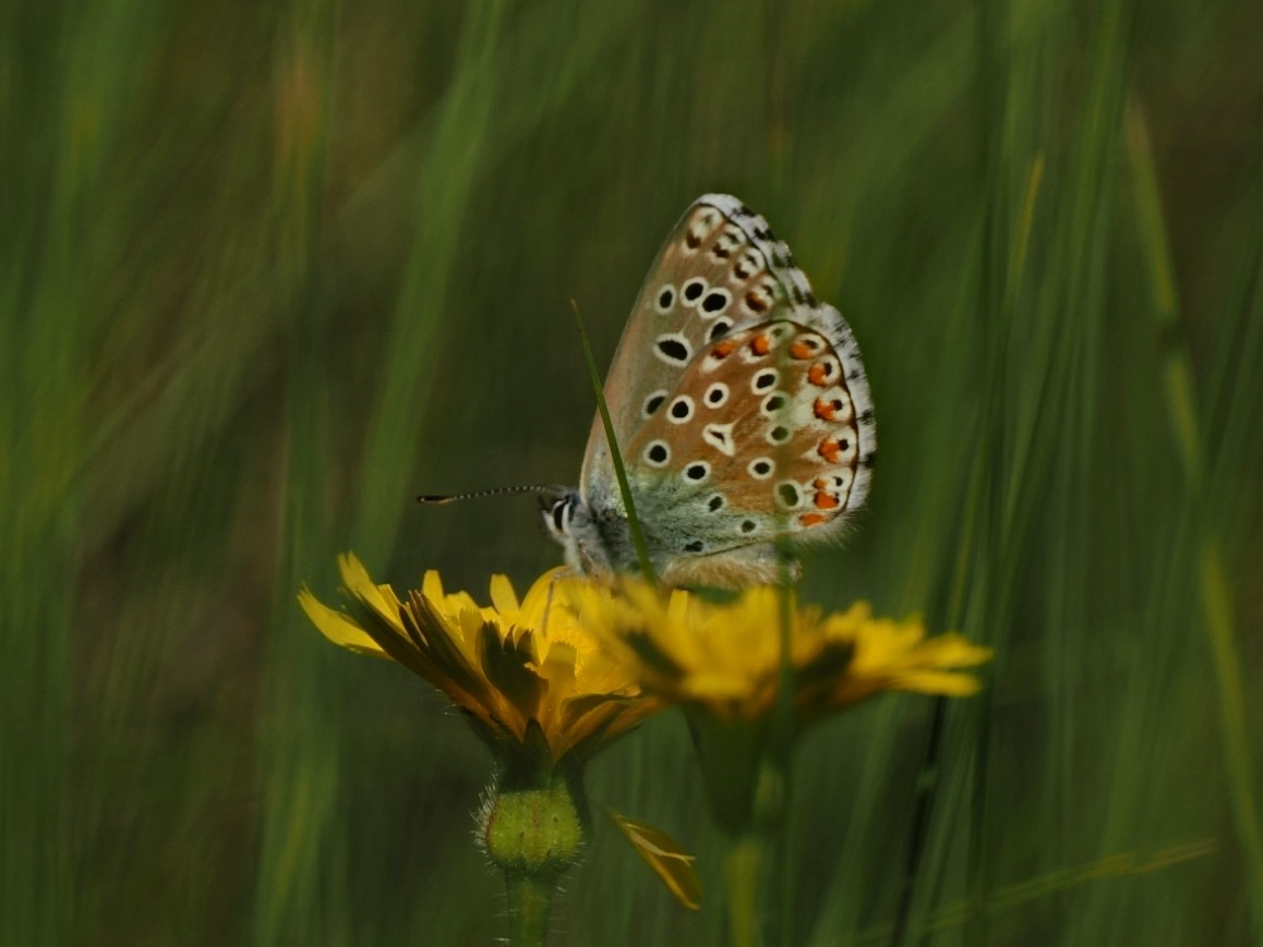 Animals - ML635251324