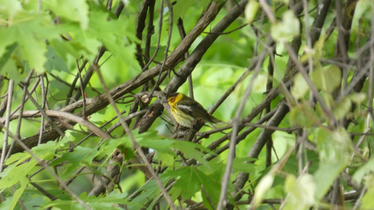Cape May Warbler - ML635251353