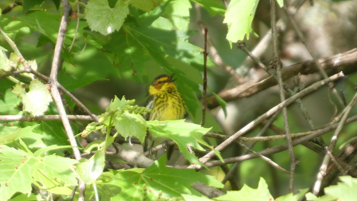 Cape May Warbler - ML635251354