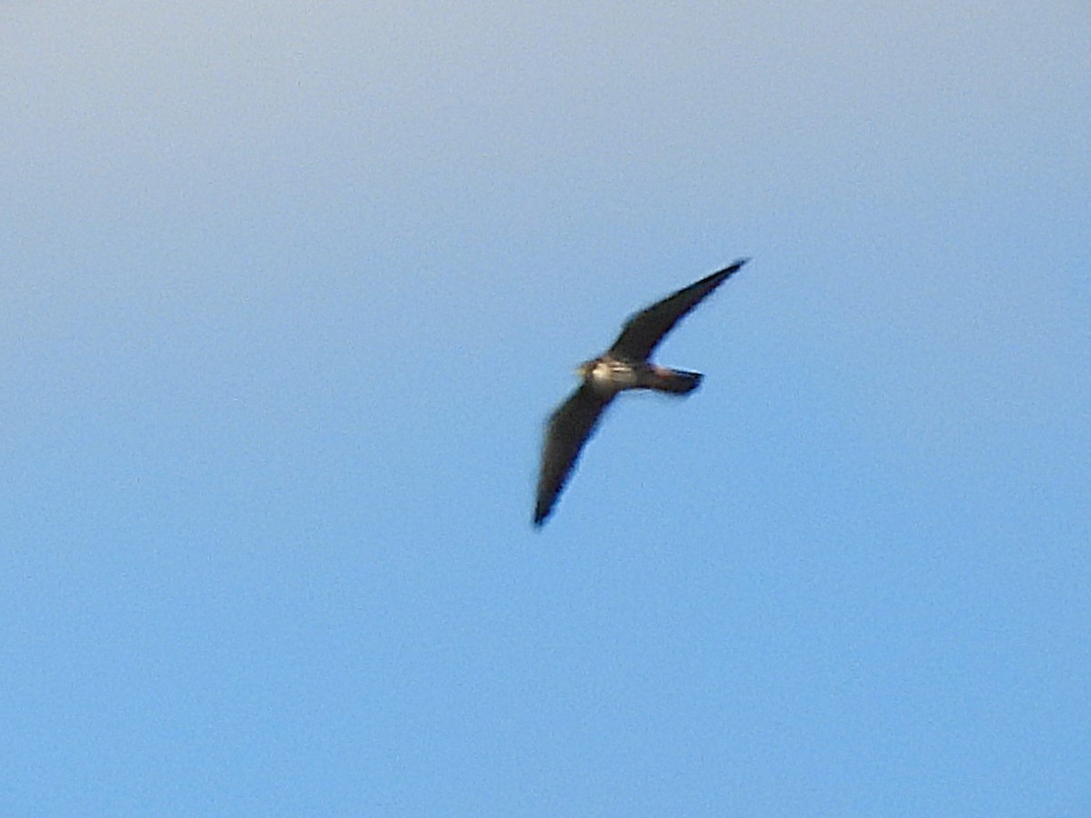 Alcotán Europeo - ML635251364