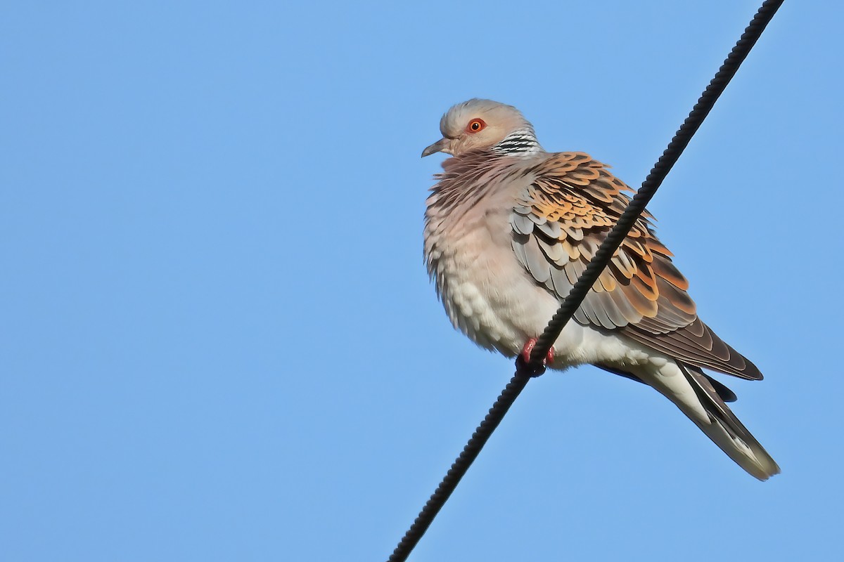 European Turtle-Dove - ML635251410