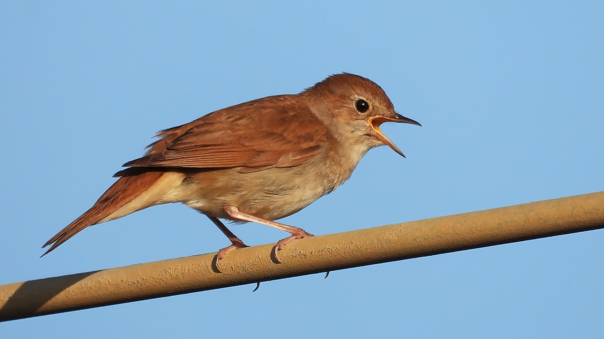 Common Nightingale - ML635251430