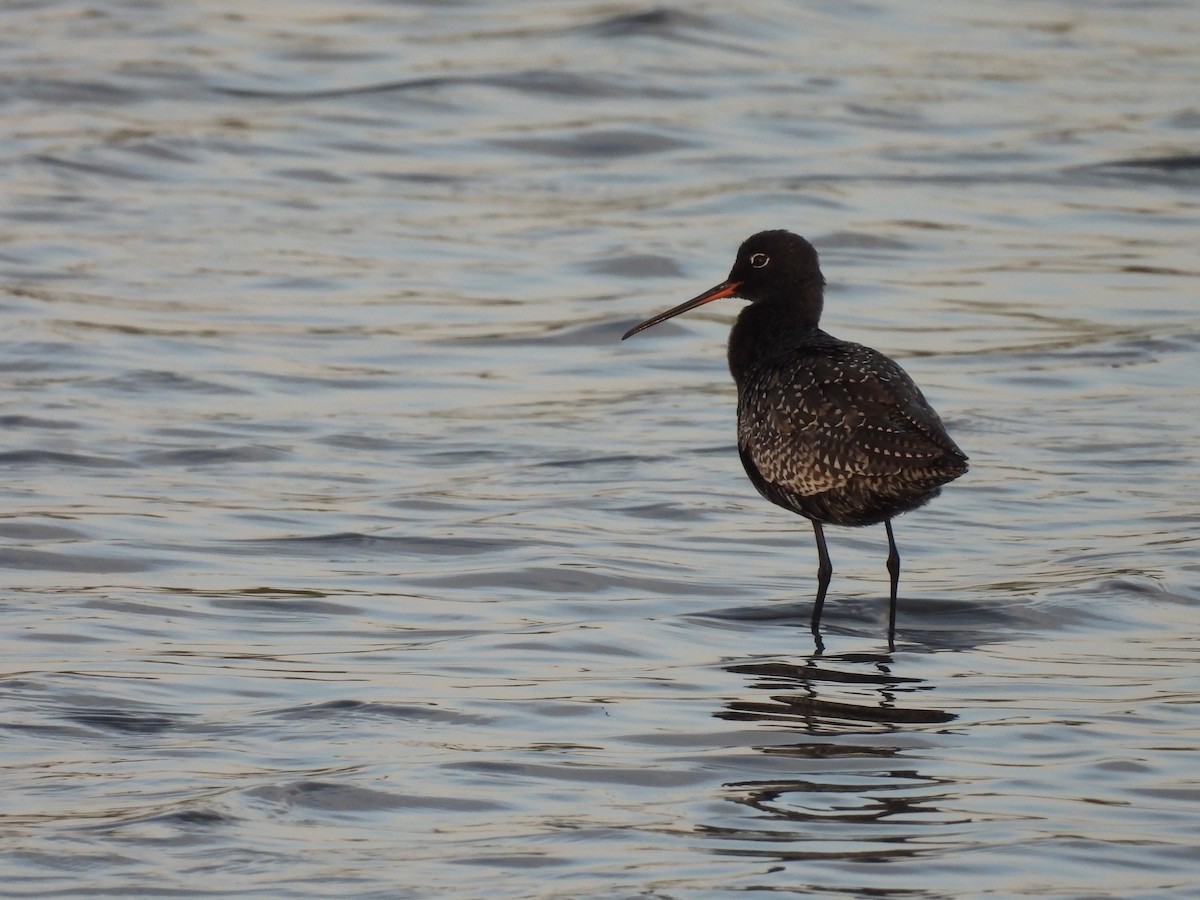Spotted Redshank - ML635251445