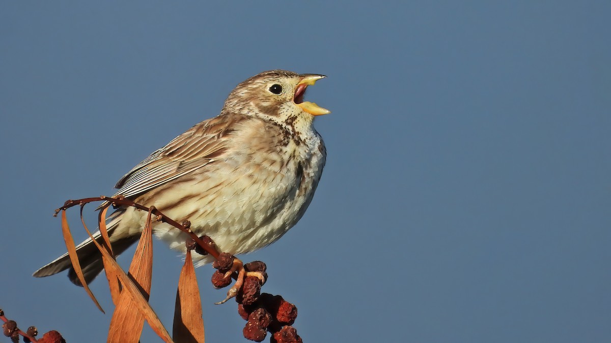 Corn Bunting - ML635251449