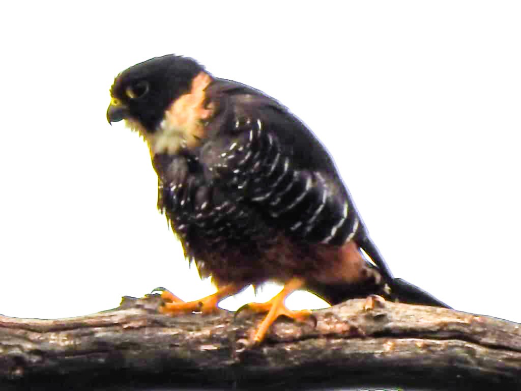 Bat Falcon - ML635251475