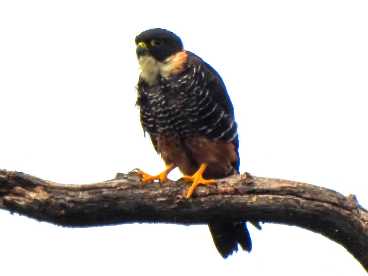 Bat Falcon - ML635251476