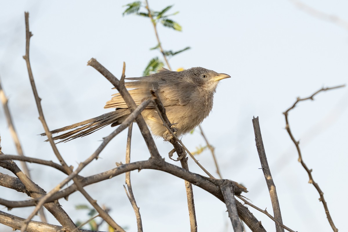 Arabian Babbler - ML635251507