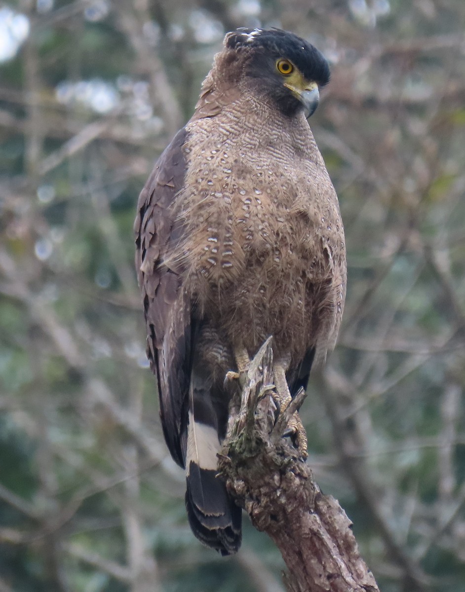 Crested Serpent-Eagle - ML635251508