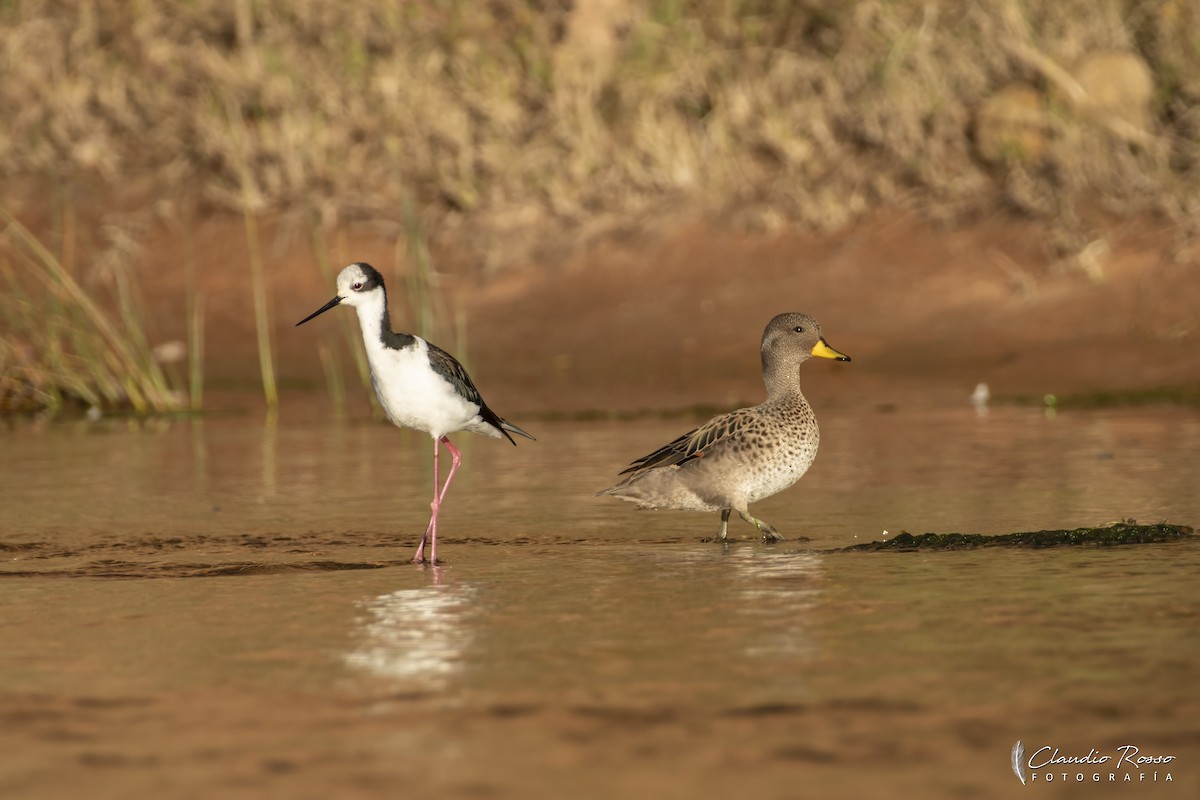 Black-necked Stilt - ML635251540