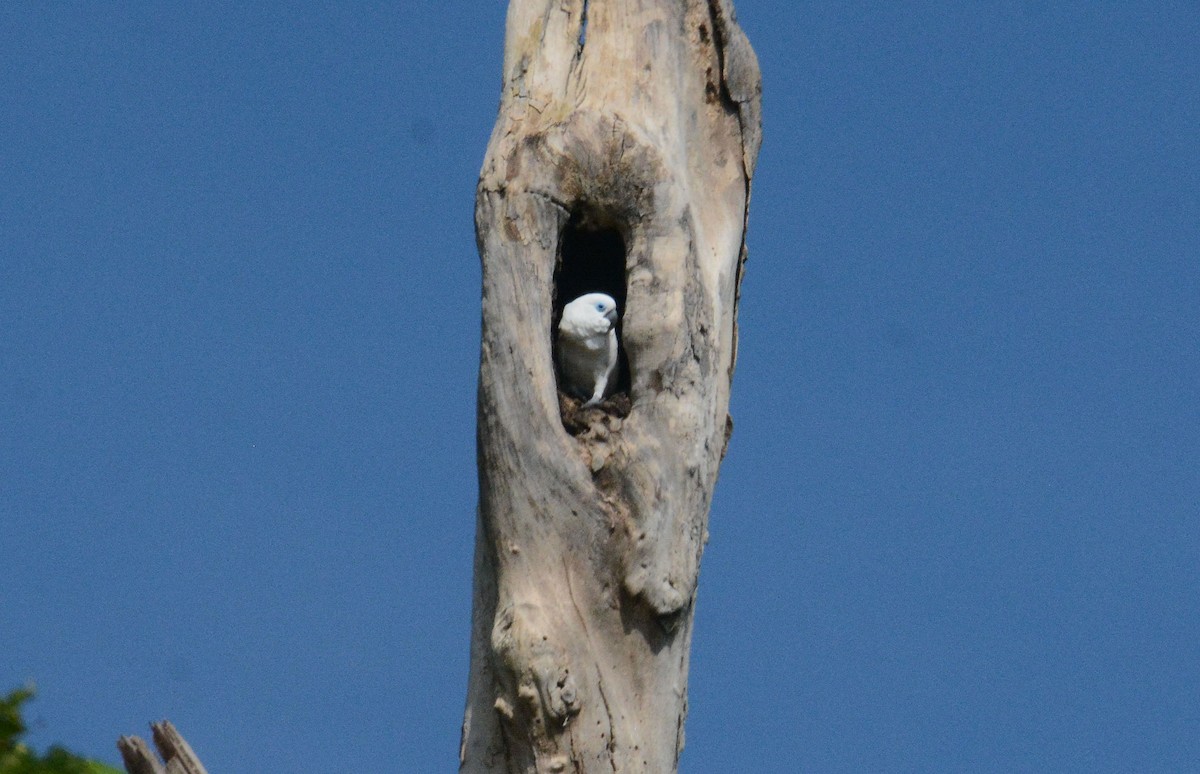 Blue-eyed Cockatoo - ML635251542