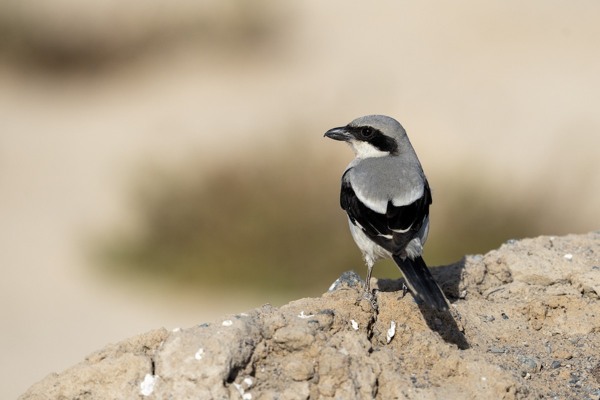 Great Gray Shrike (Arabian) - ML635251590