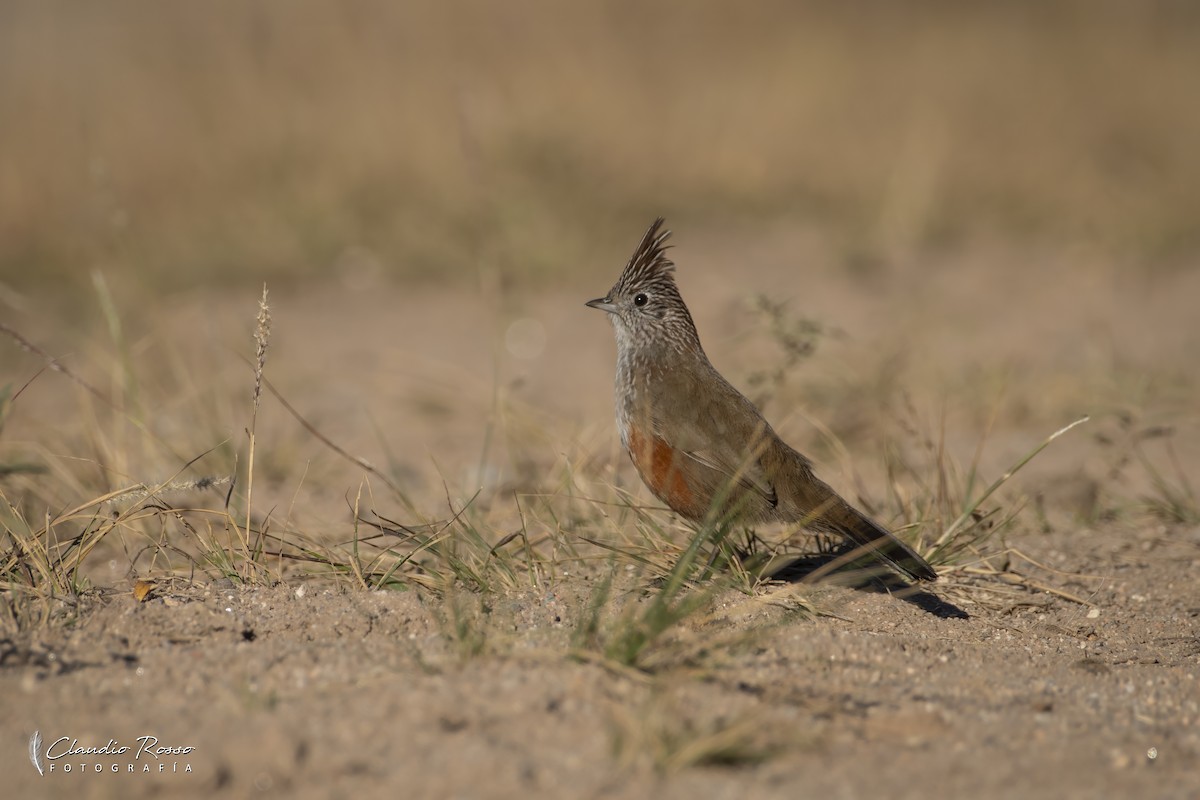 topptapakulo - ML635251609