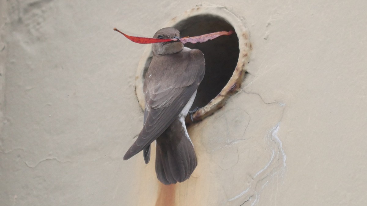 Northern Rough-winged Swallow - ML635251652