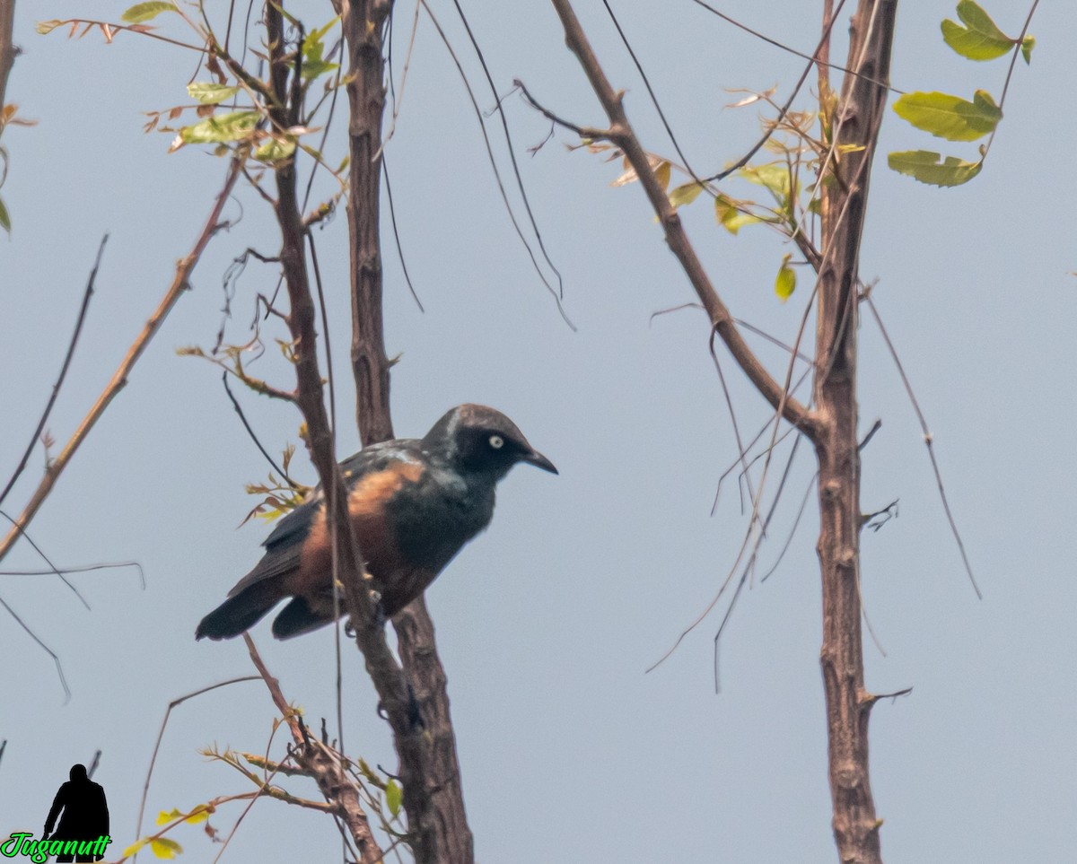 Chestnut-bellied Starling - ML635251680