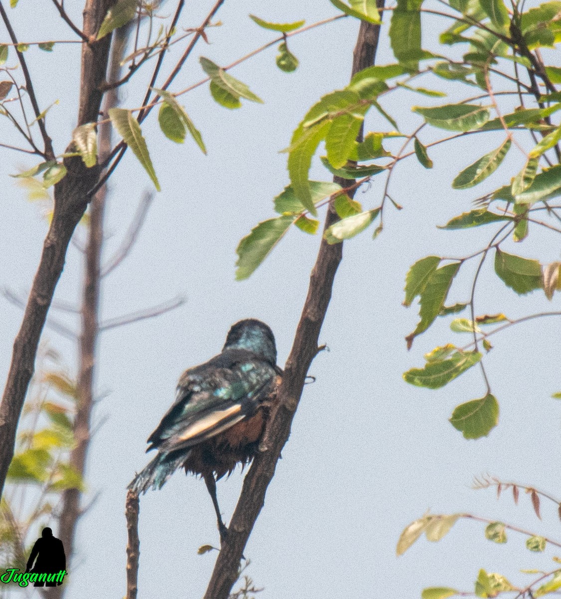 Chestnut-bellied Starling - ML635251682