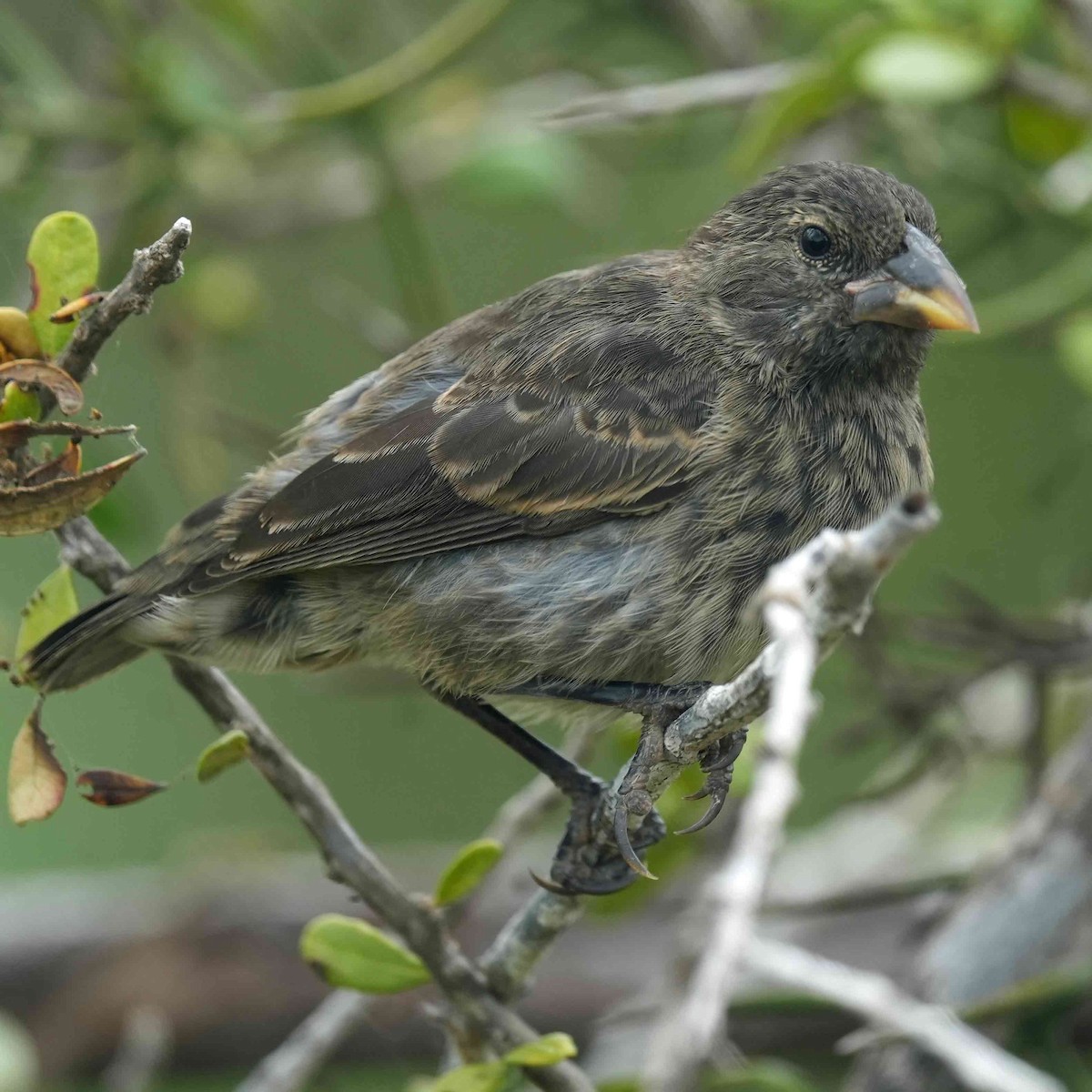 Common Cactus-Finch - ML635251713