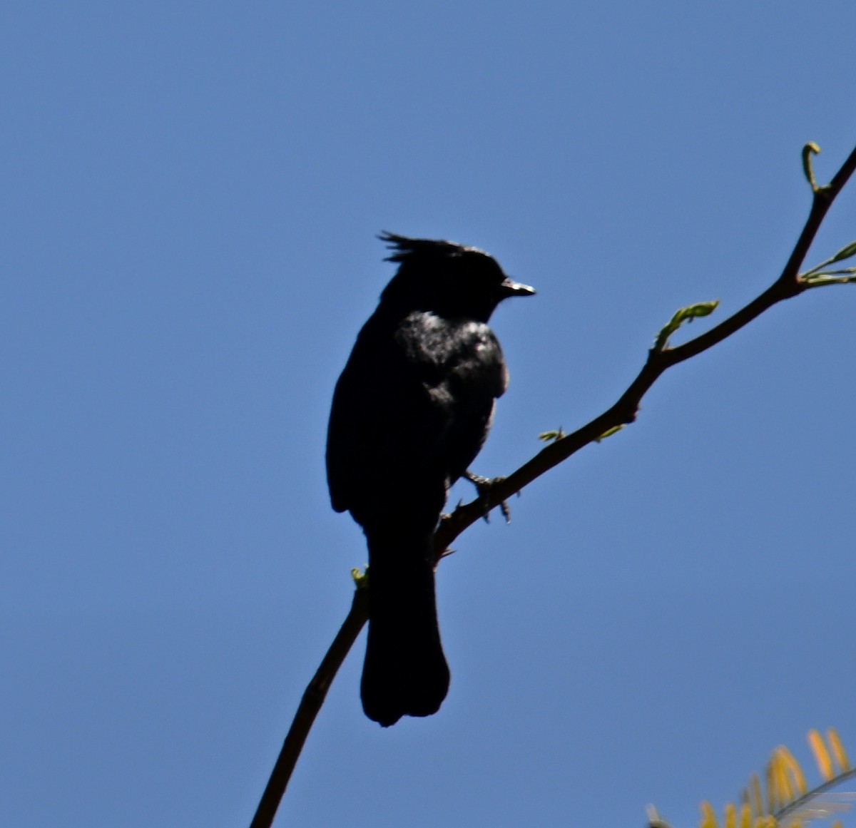 Black Phoebe - ML635251721