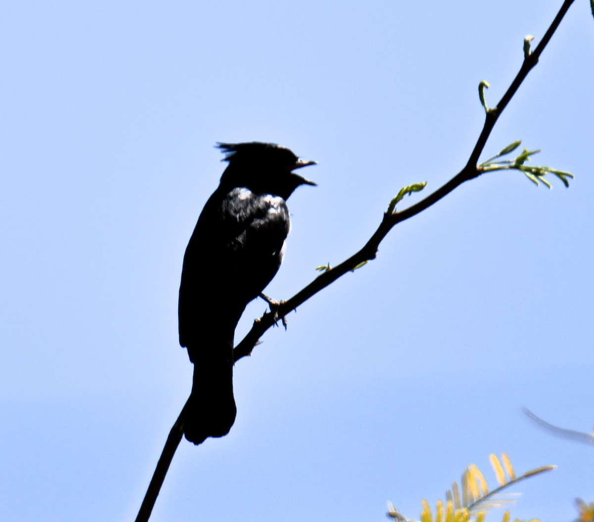 Black Phoebe - ML635251722