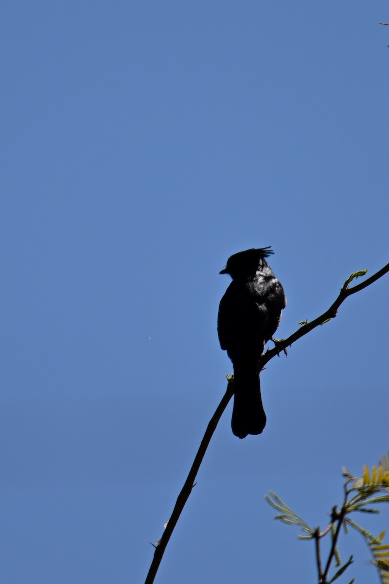 Black Phoebe - ML635251723