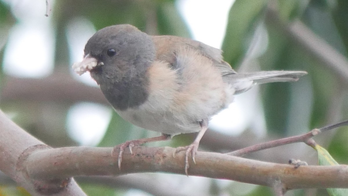 Dark-eyed Junco - ML635251724