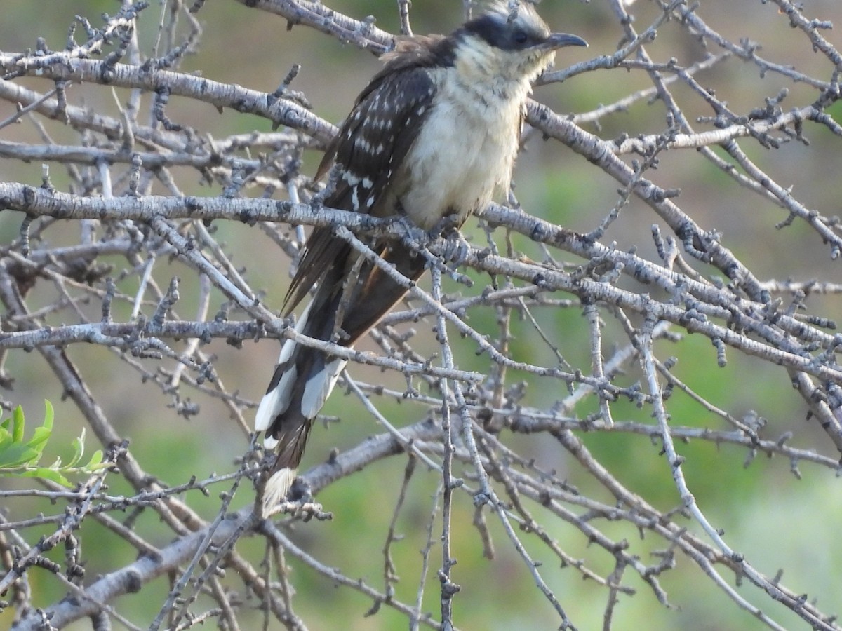 Great Spotted Cuckoo - ML635251726