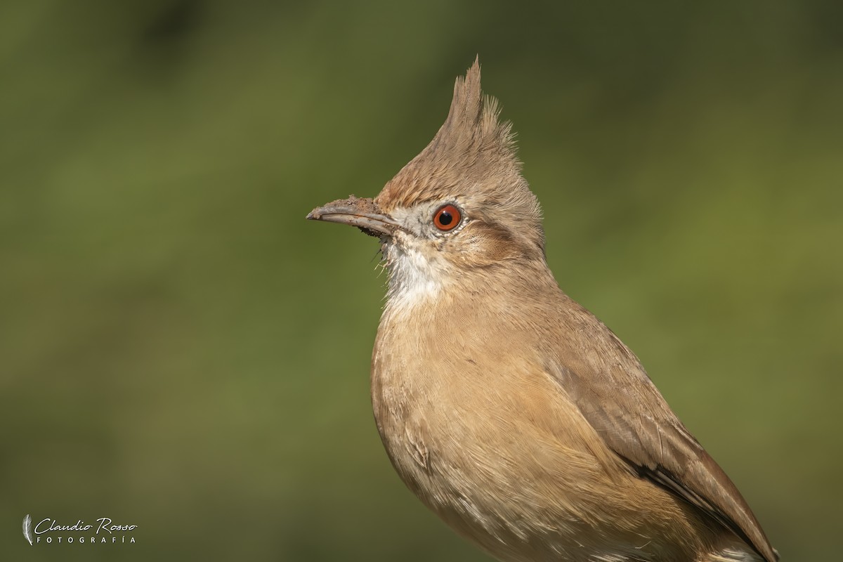 Crested Hornero - ML635251733