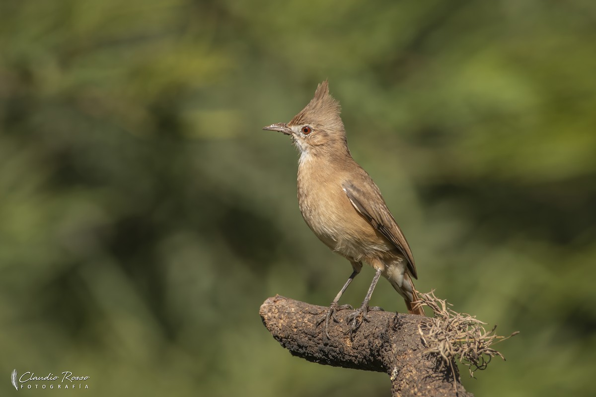 Crested Hornero - ML635251735