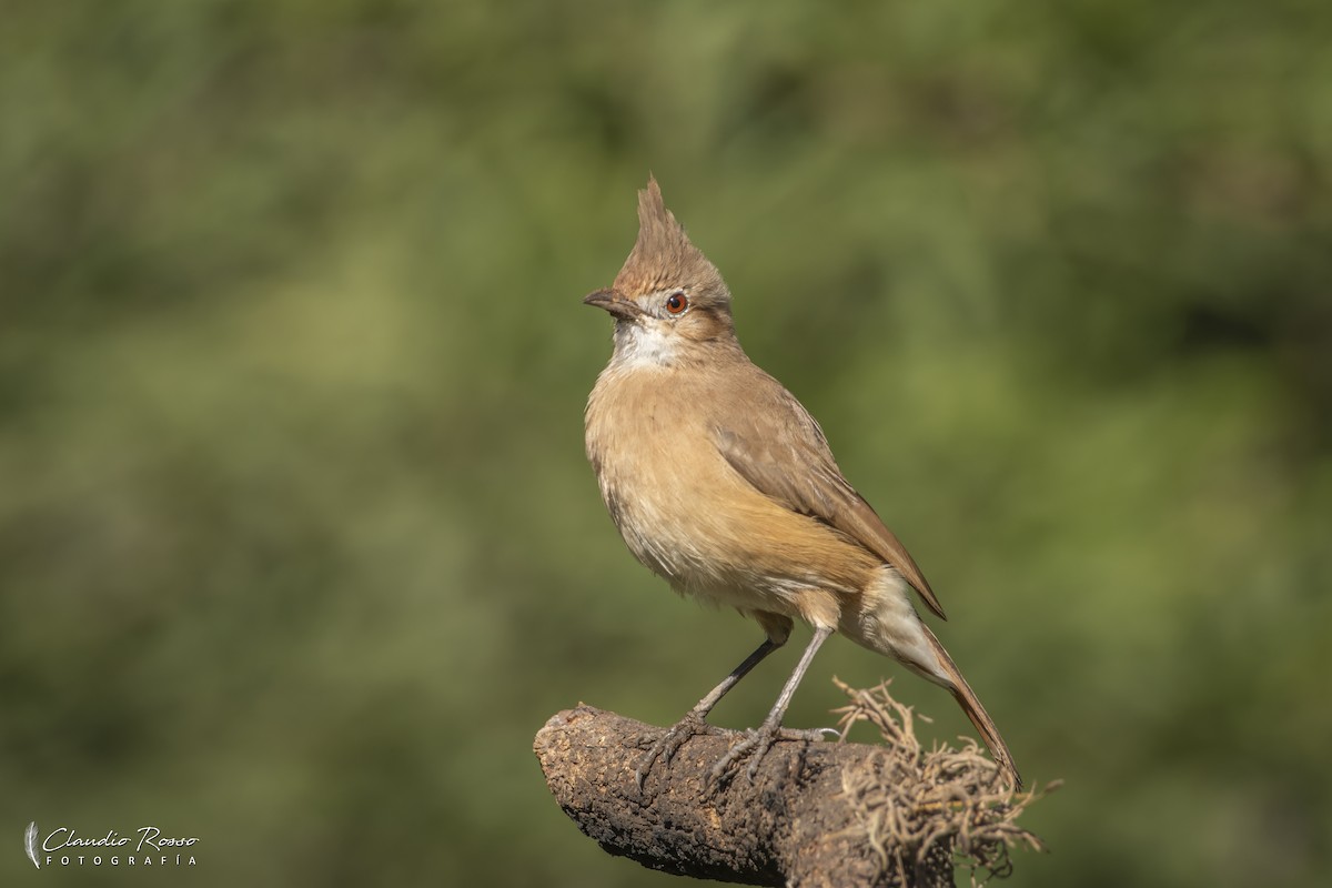 Crested Hornero - ML635251736