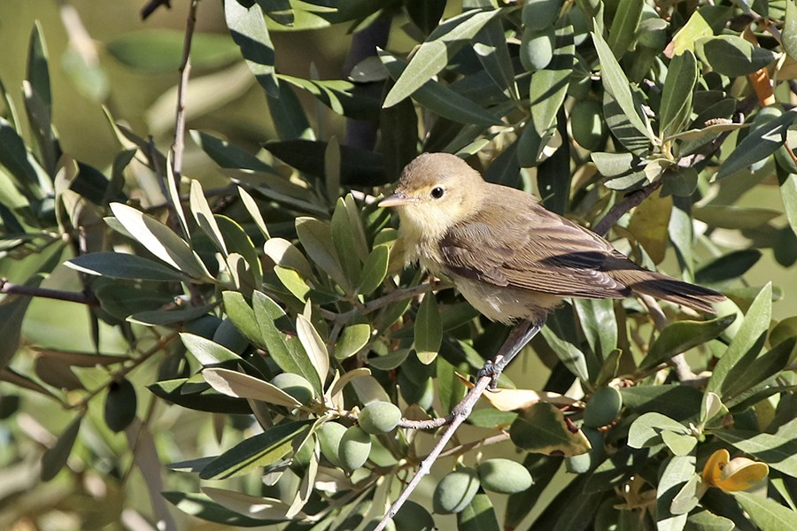 Melodious Warbler - ML63525181