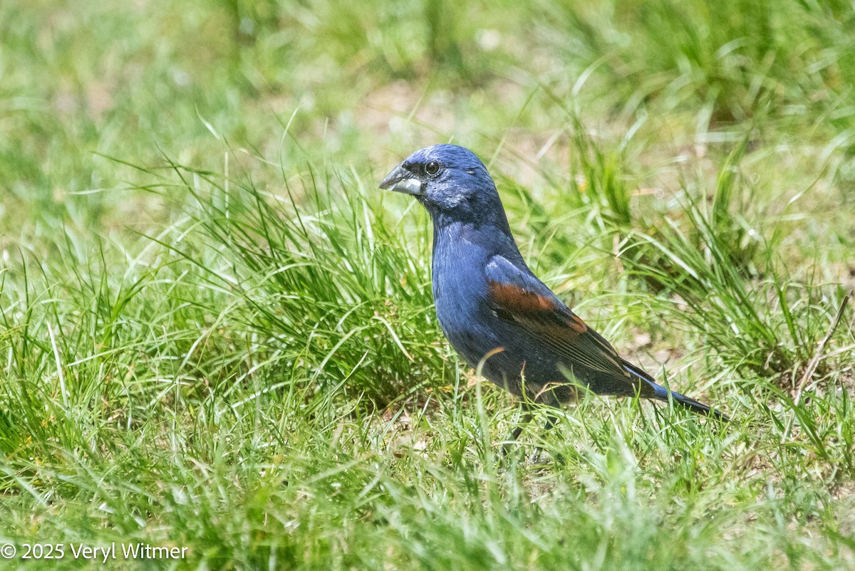 Blue Grosbeak - ML635251853