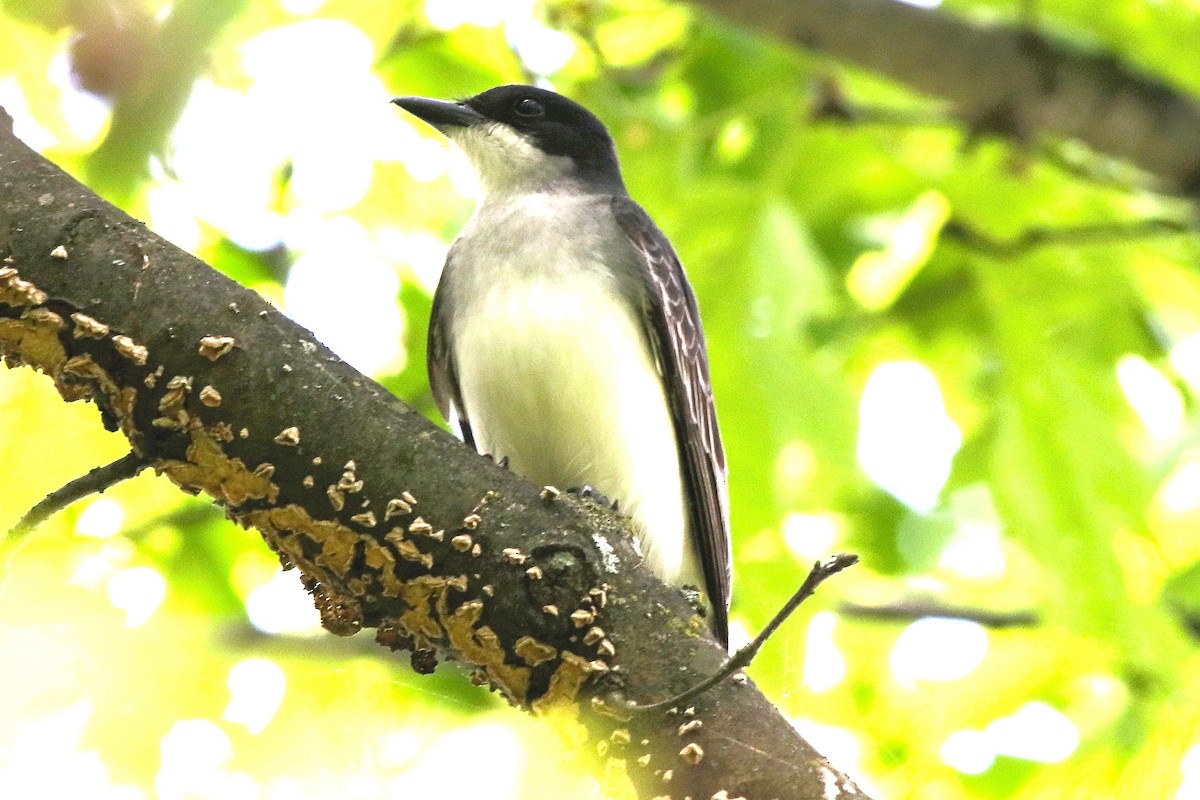 Eastern Kingbird - ML635251896