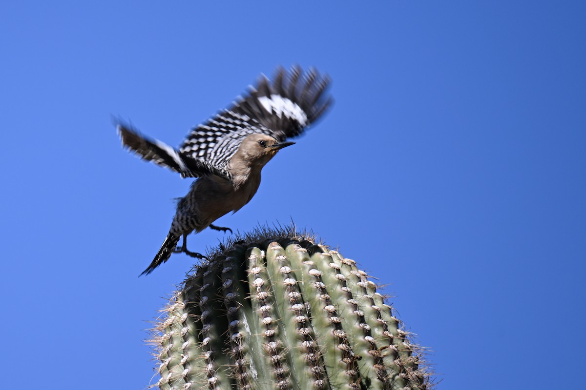 Gila Woodpecker - ML635251912