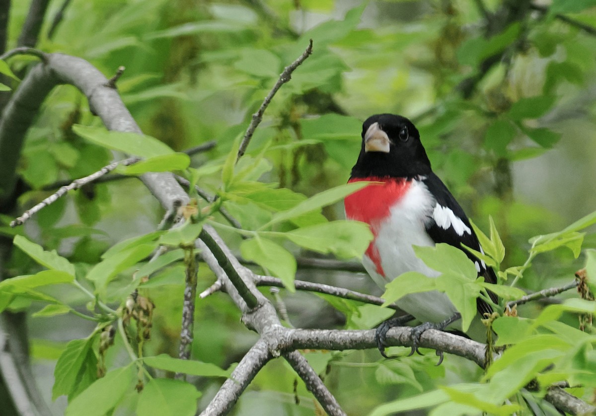 Rose-breasted Grosbeak - ML635251935