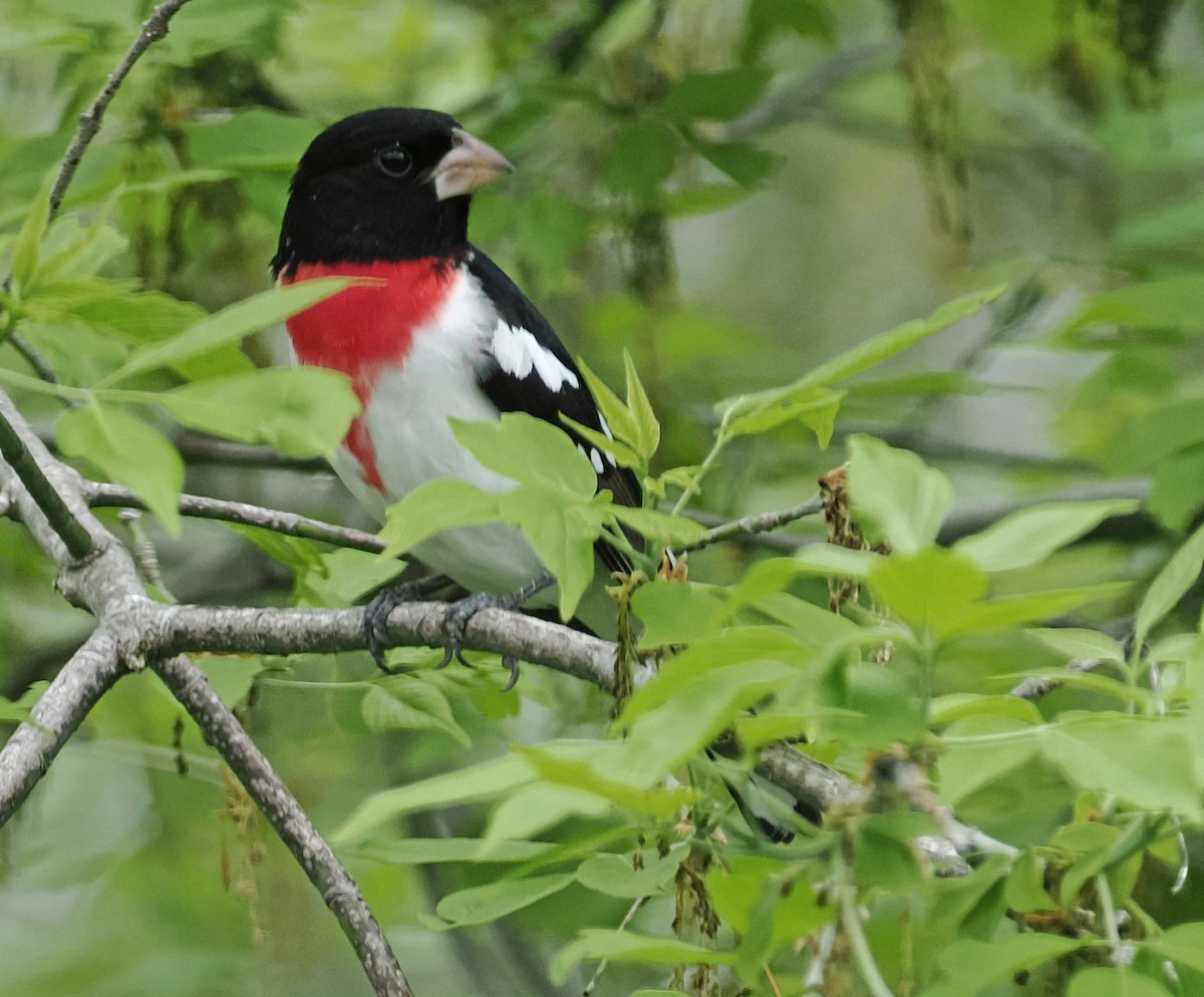 Rose-breasted Grosbeak - ML635251936