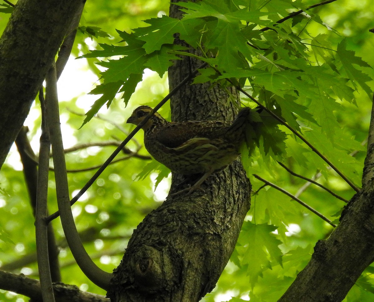 Northern Bobwhite - ML635251937