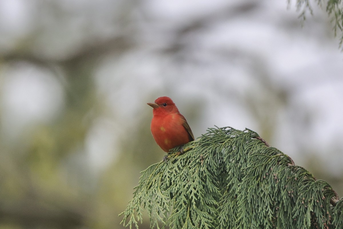 Summer Tanager - ML635252109