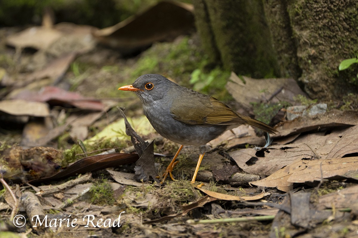 Orange-billed Nightingale-Thrush - ML635252151