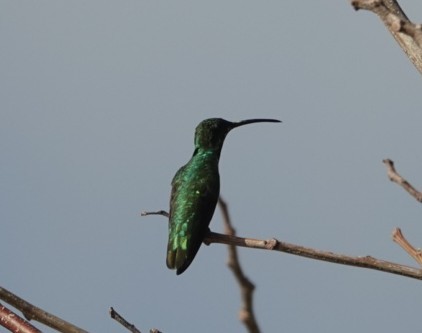 Green-breasted Mango - ML635252173