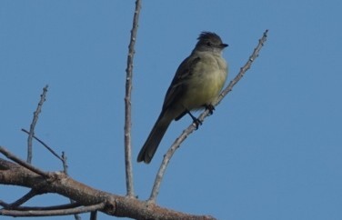 Yellow-bellied Elaenia - ML635252190