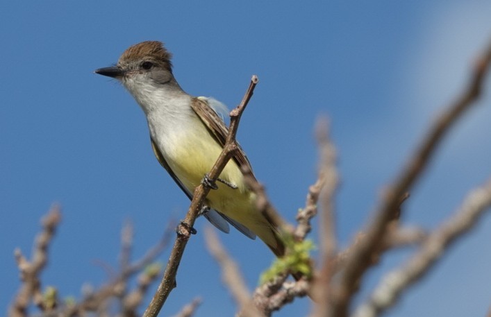 Brown-crested Flycatcher - ML635252203