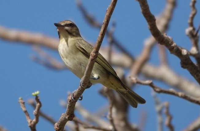 Black-whiskered Vireo - ML635252211