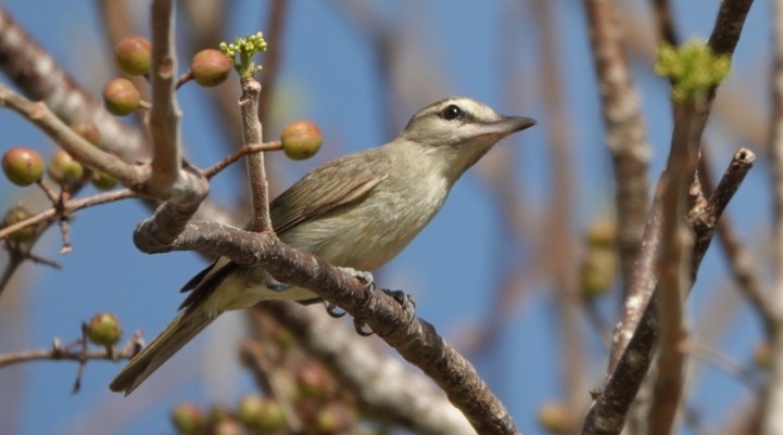 Yucatan Vireo - ML635252216
